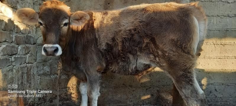 okuz - Гёкдепе - img 4