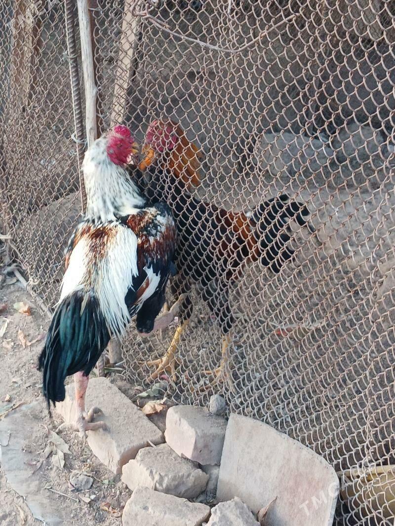 horaz - Dänew - img 3