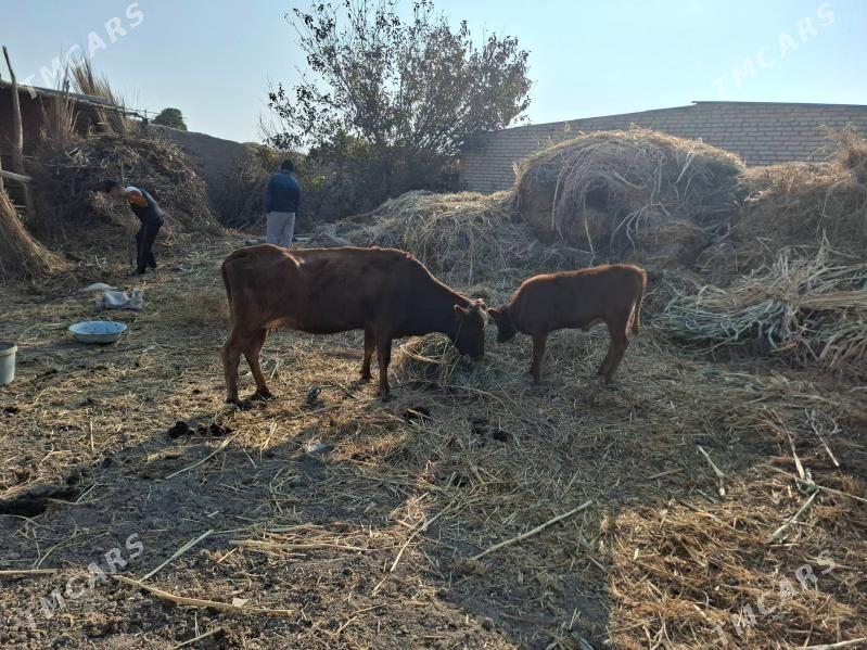 Göleli sygyr - Dänew - img 2