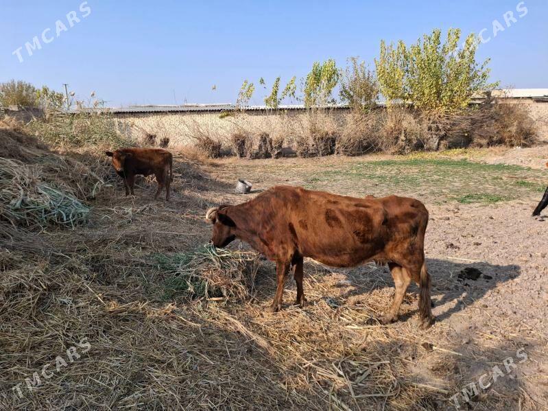 Göleli sygyr - Dänew - img 3