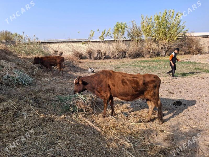 Göleli sygyr - Dänew - img 4