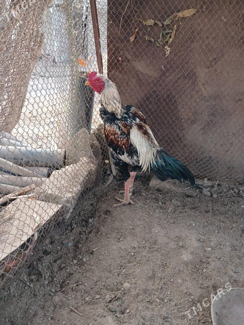 horaz - Dänew - img 2