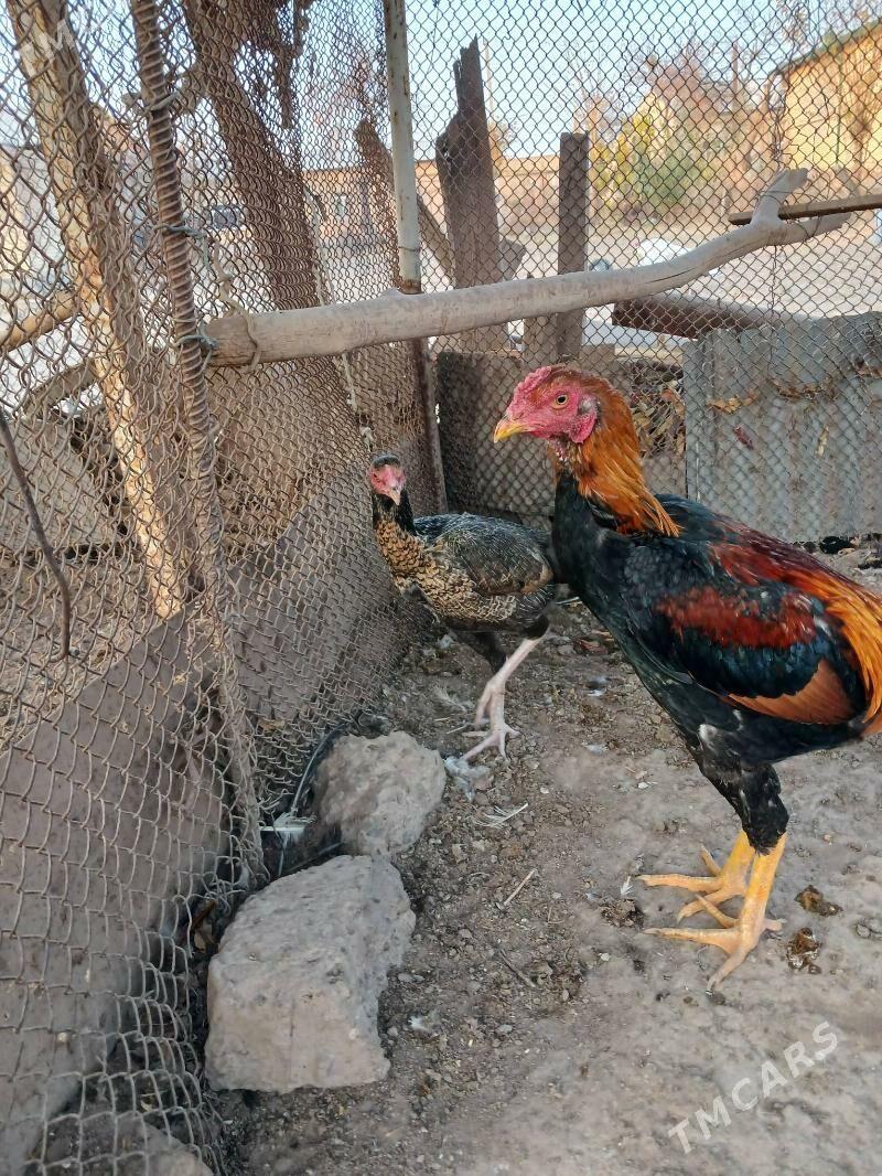 horaz - Dänew - img 5