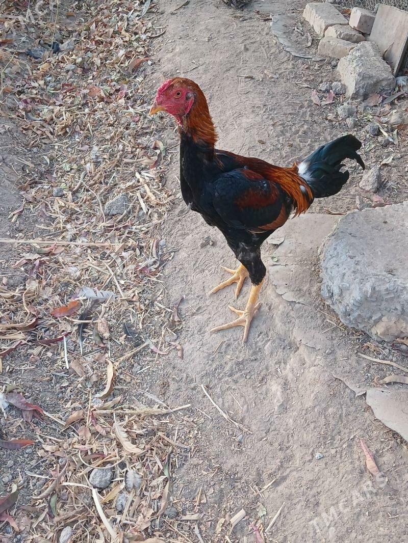 horaz - Dänew - img 4