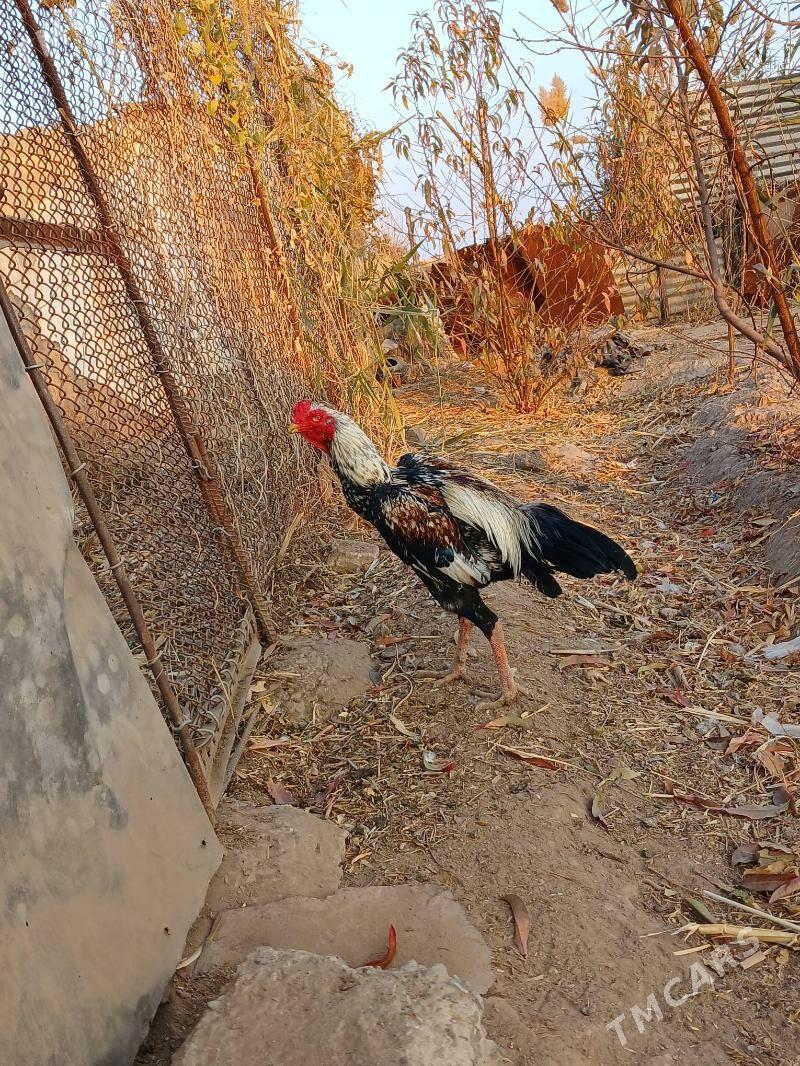 horaz - Dänew - img 1