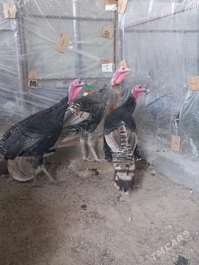 erkek induk - Мары - img 5