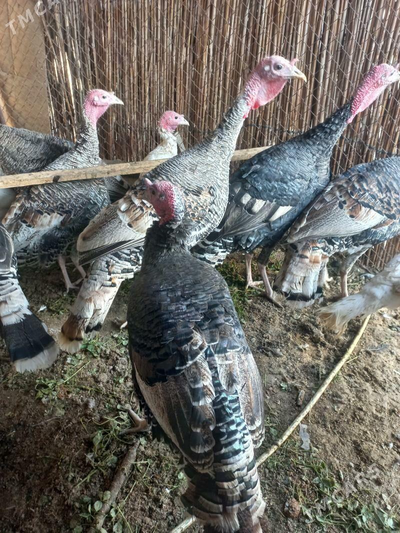 erkek induk - Мары - img 3