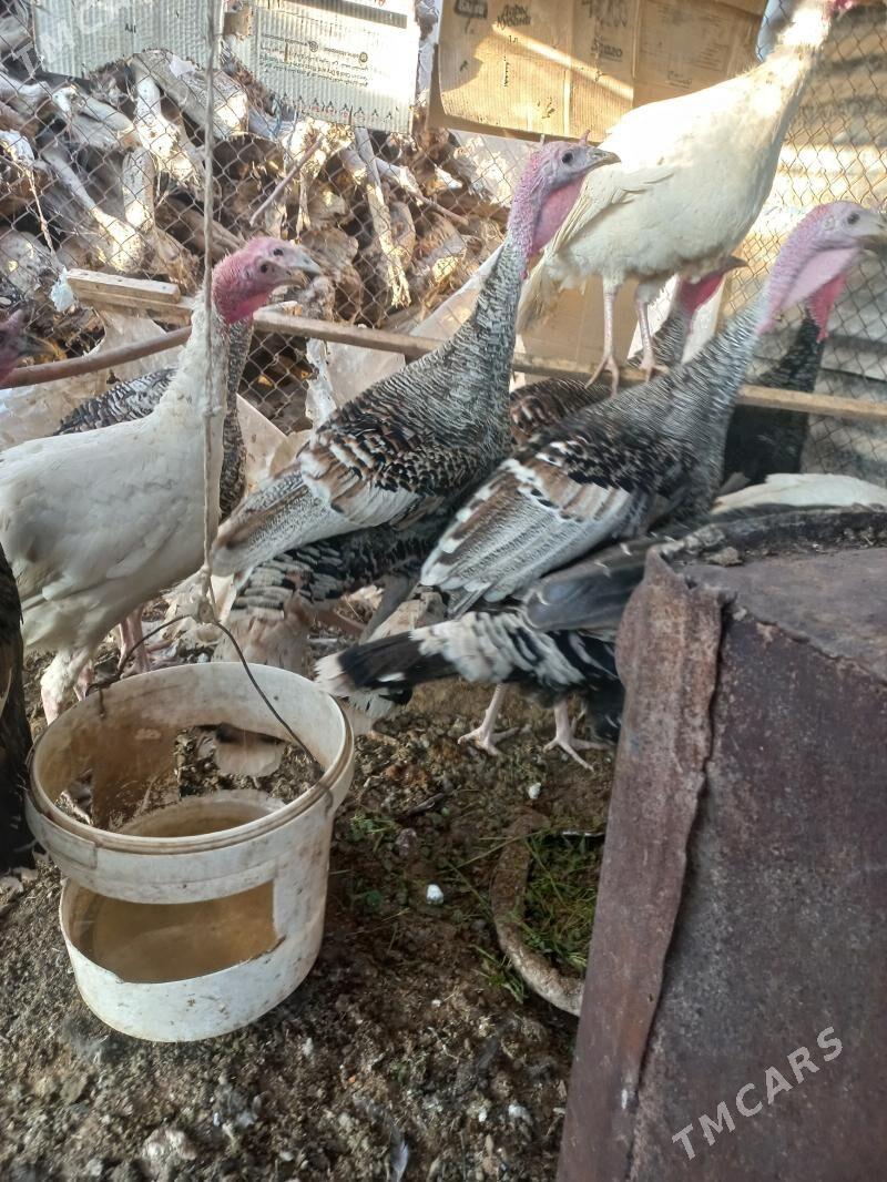 erkek induk - Мары - img 6