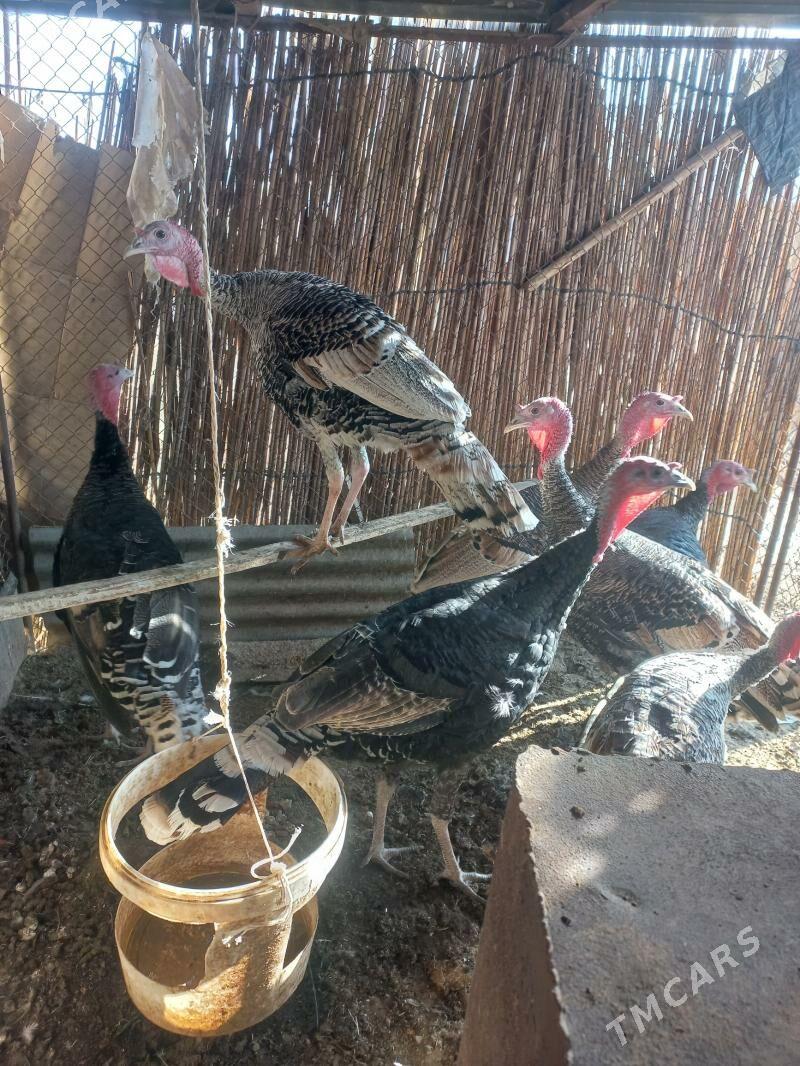 erkek induk - Мары - img 10