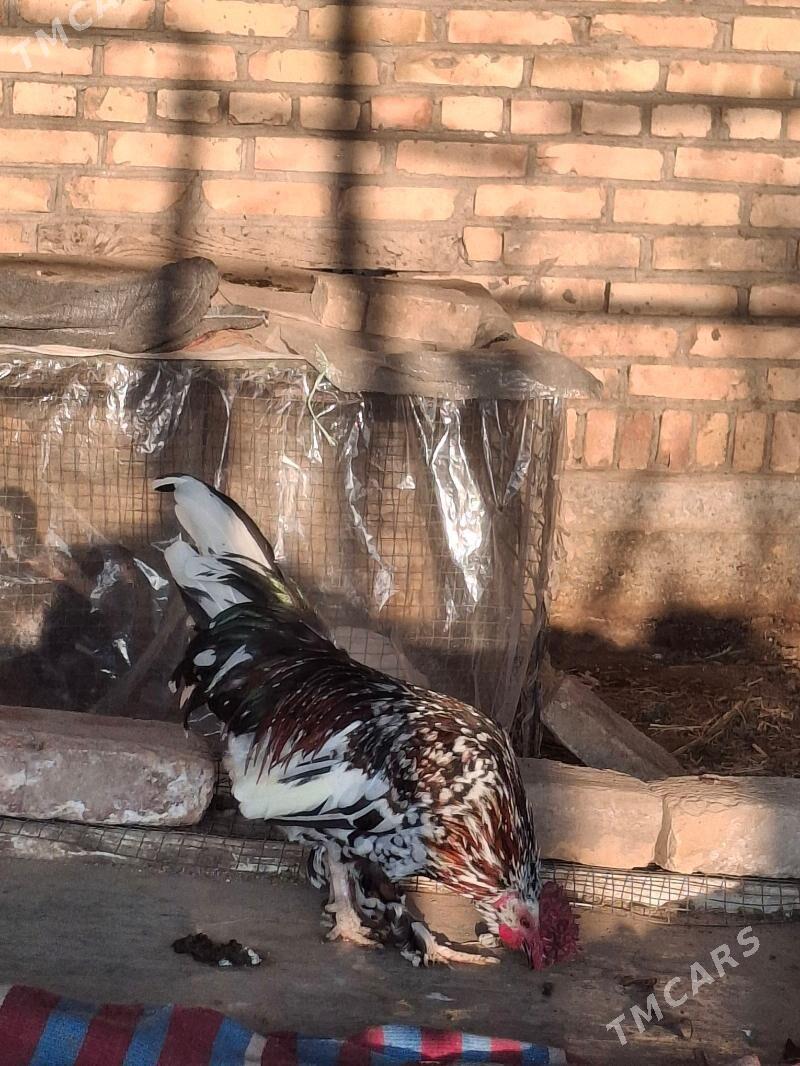 karlik - Туркменабат - img 2