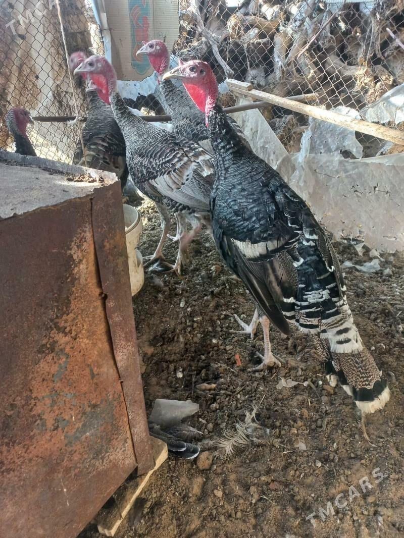 erkek induk - Мары - img 8