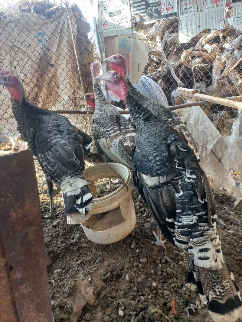 erkek induk - Мары - img 9