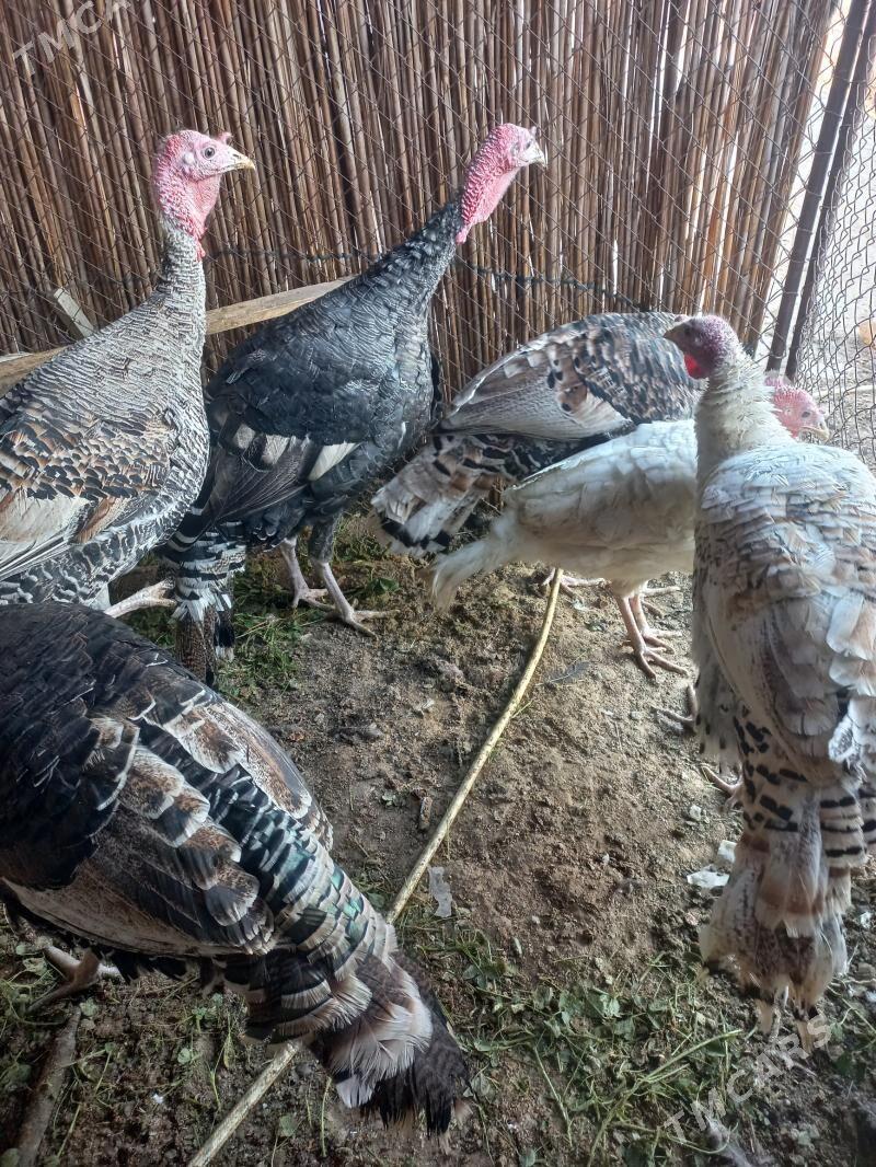 erkek induk - Мары - img 4