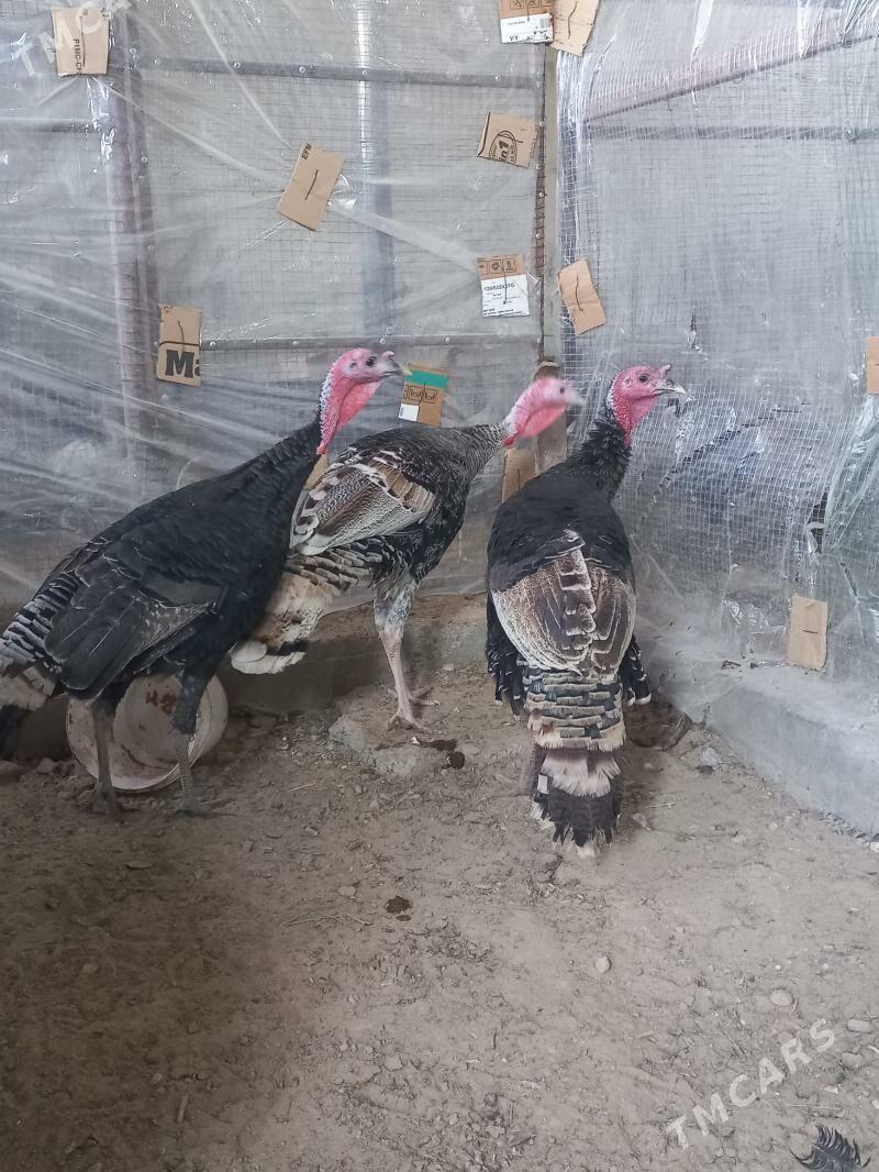 erkek induk - Мары - img 7