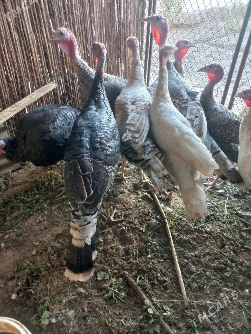 erkek induk - Мары - img 2