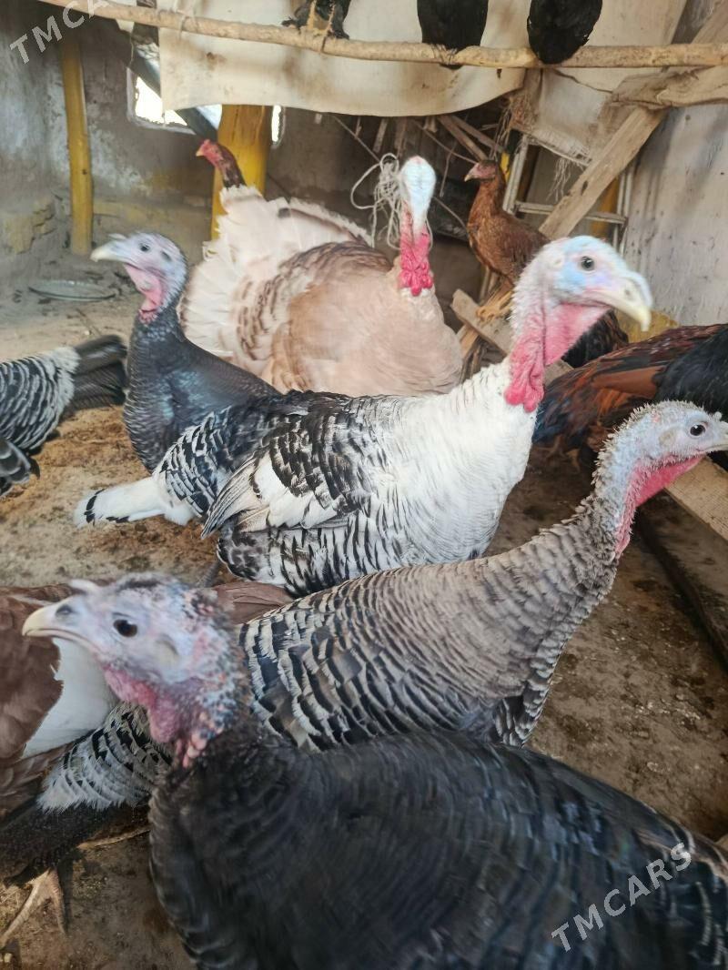 induk - Türkmengala - img 3