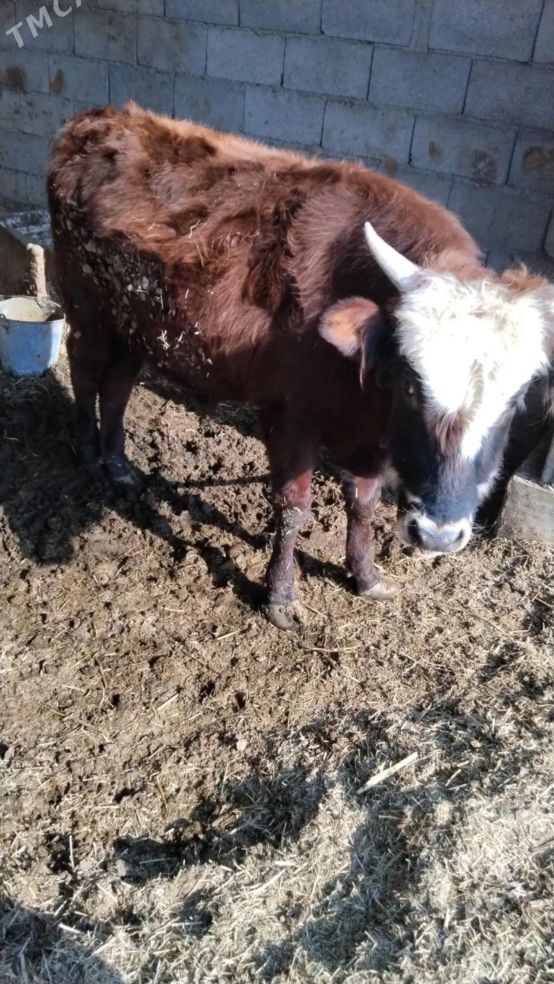 okuz - Теджен - img 3