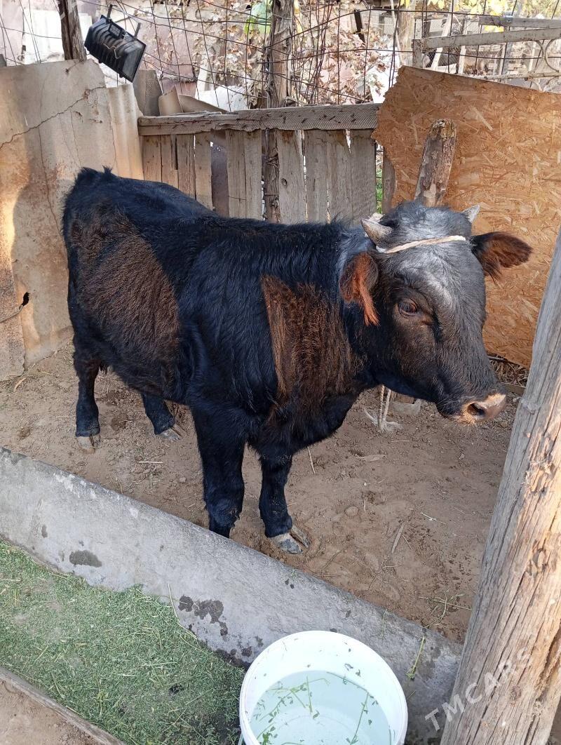 Öküz - Кипджак - img 4