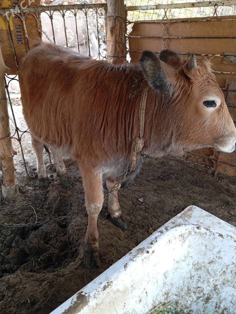 Öküz - Кипджак - img 2