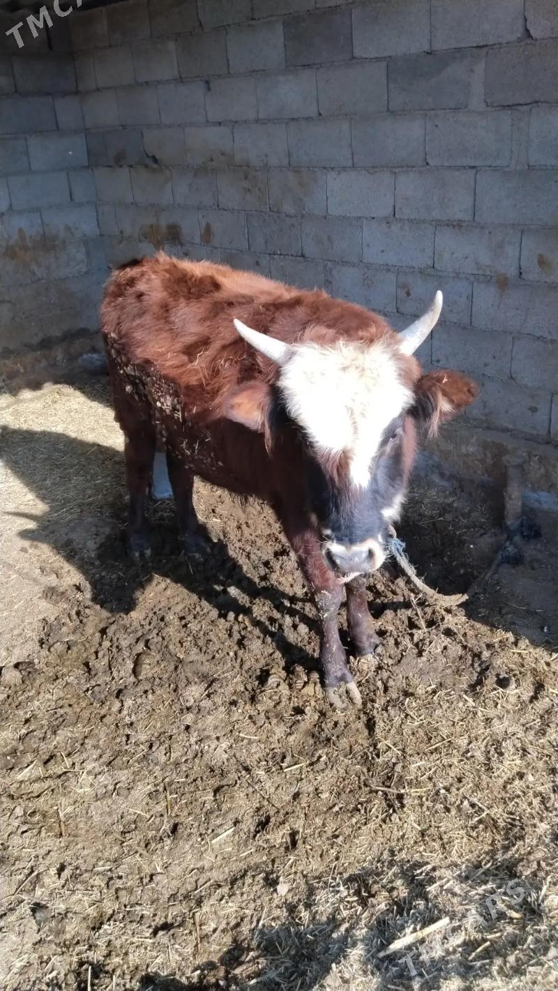 okuz - Теджен - img 2