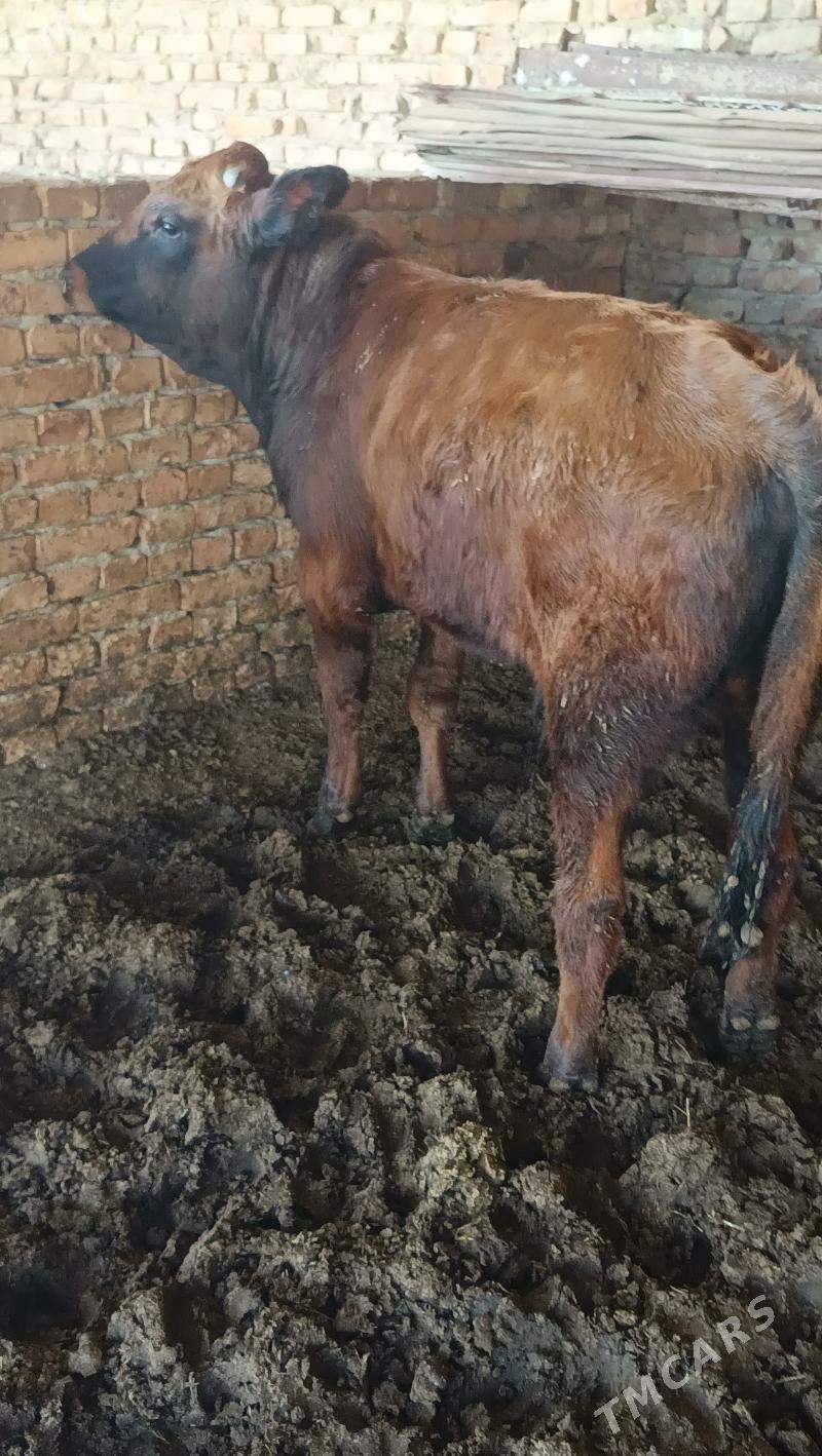 okuz - Бахарден - img 6