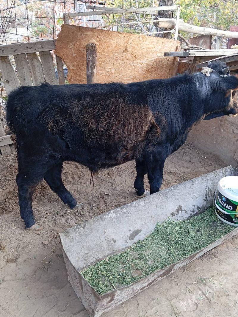 Öküz - Кипджак - img 5