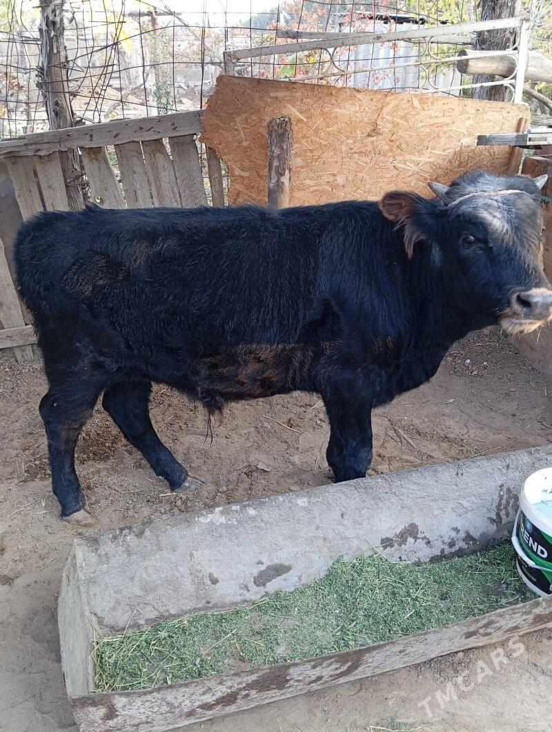 Öküz - Кипджак - img 3