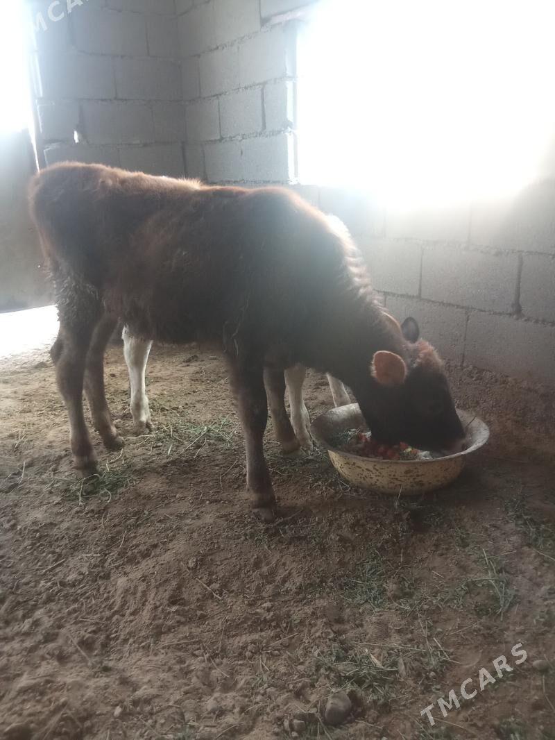 tuwe - Aşgabat - img 2