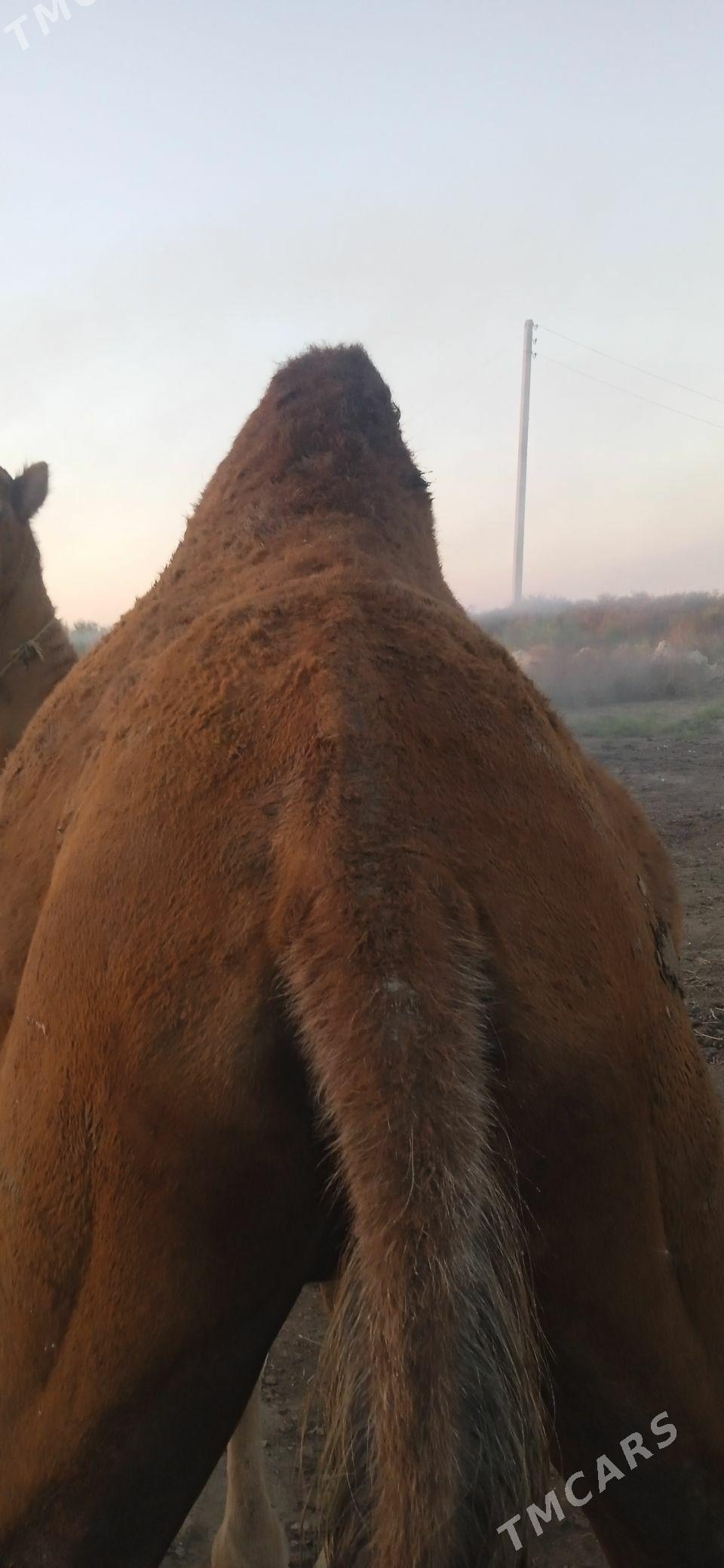 Gysyr duye - Ýaşlyk - img 2