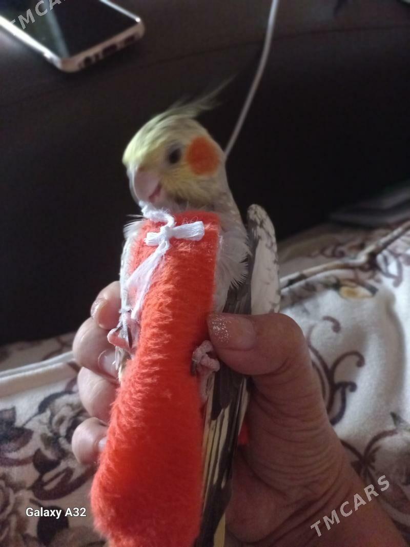 папугай - Türkmenbaşy - img 3