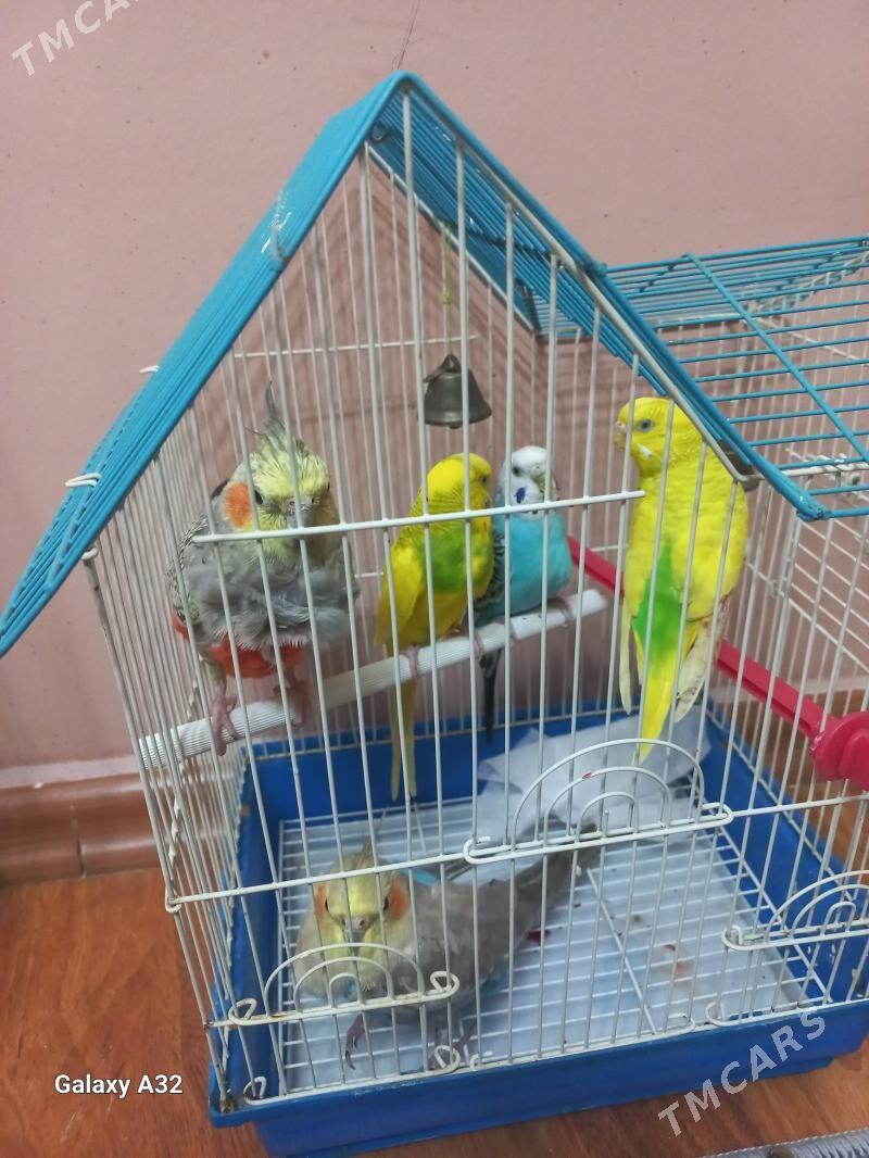 папугай - Türkmenbaşy - img 4