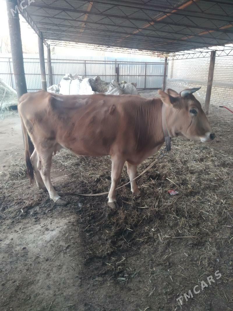 Goleli sygyr - Mary - img 5