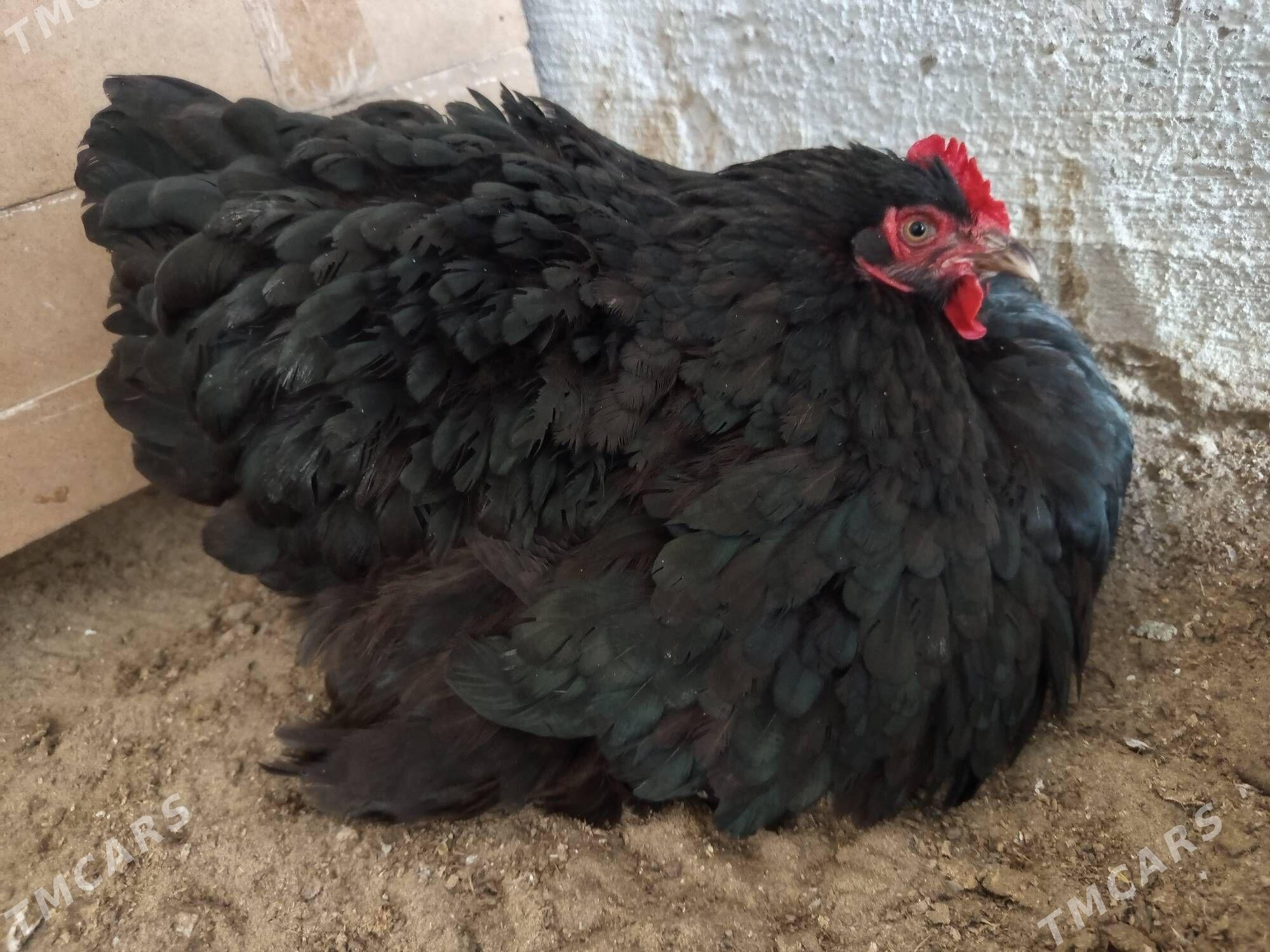 kokin - Gumdag - img 3