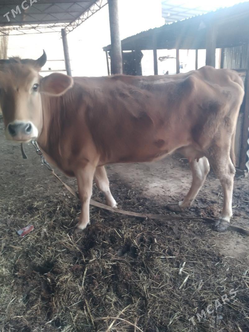 Goleli sygyr - Mary - img 4