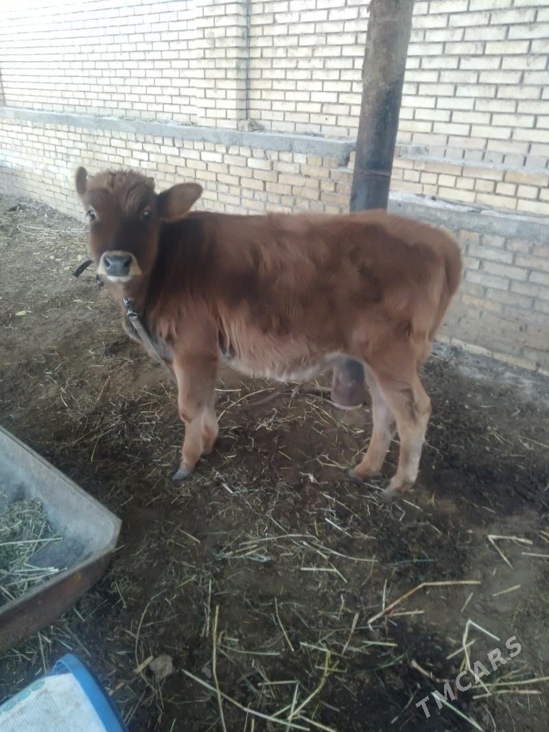 Goleli sygyr - Mary - img 2