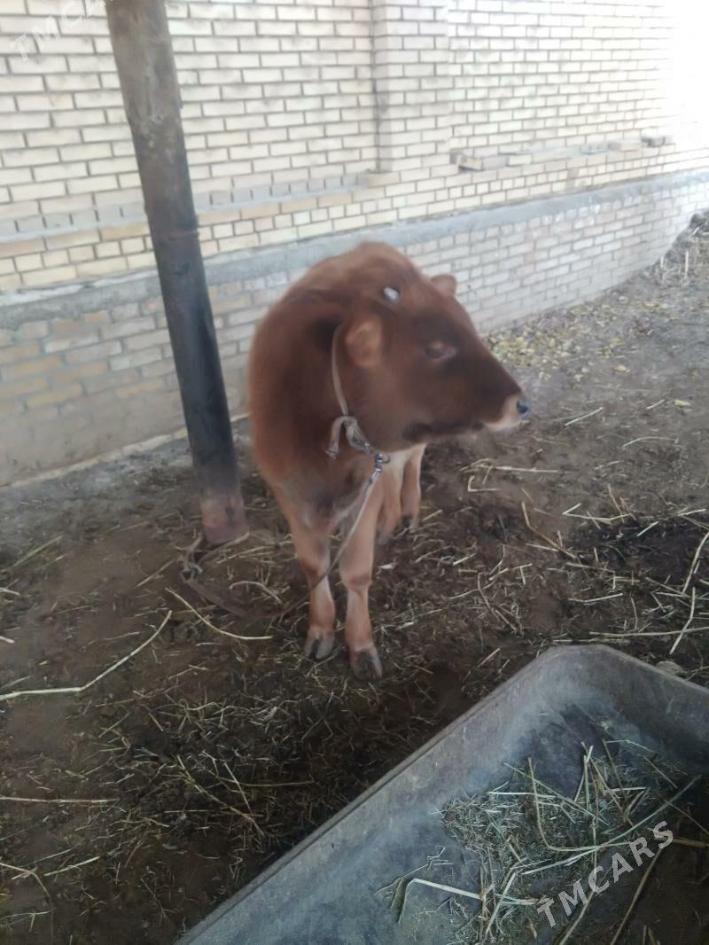 Goleli sygyr - Mary - img 3