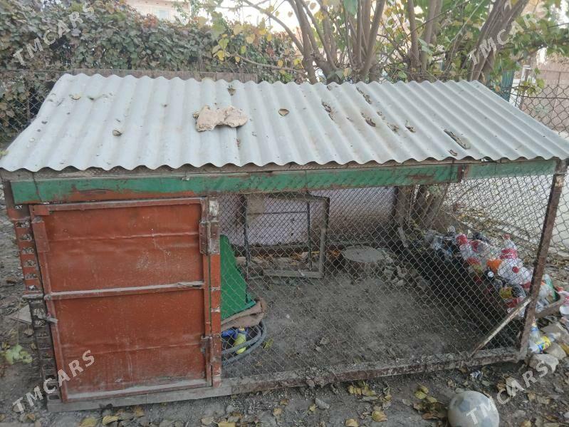 tovuk yatak - Mary - img 2