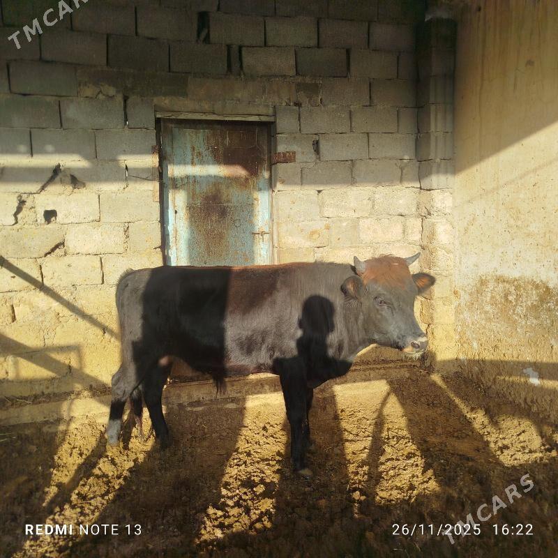 Ökuz - Бузмеин - img 2