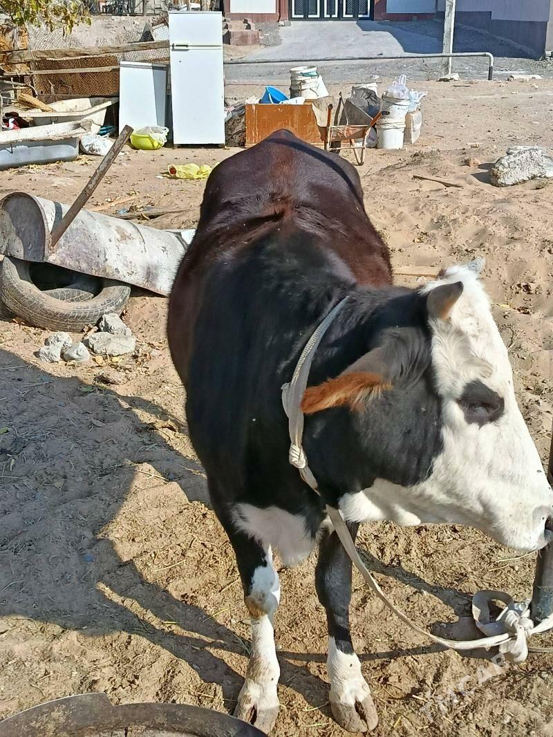 semiz tuve - Ашхабад - img 2