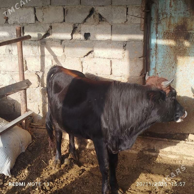 Ökuz - Бузмеин - img 3