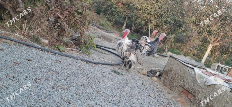 Induk - Бахарден - img 2