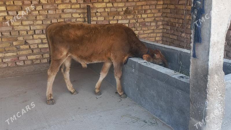 okiz - Бабадайхан - img 2