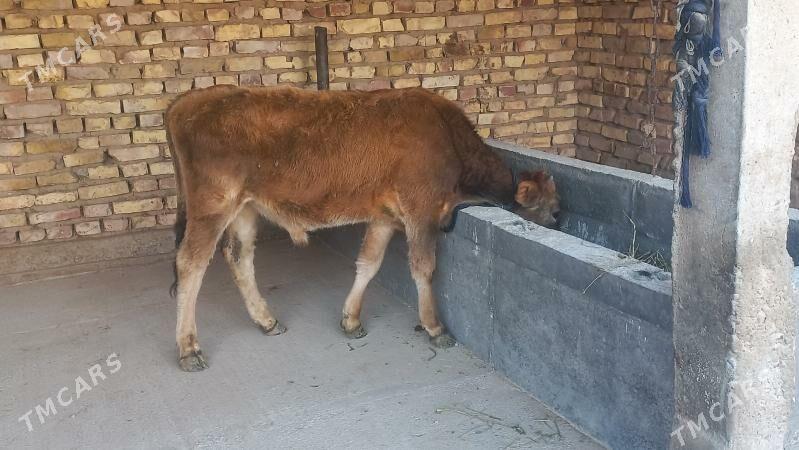 okiz - Бабадайхан - img 3