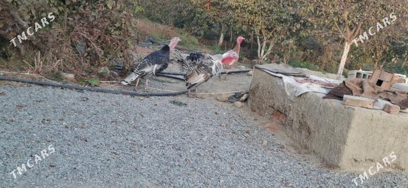 Induk - Бахарден - img 3