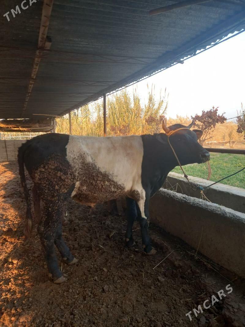 OKUZ. - Çärjew - img 5