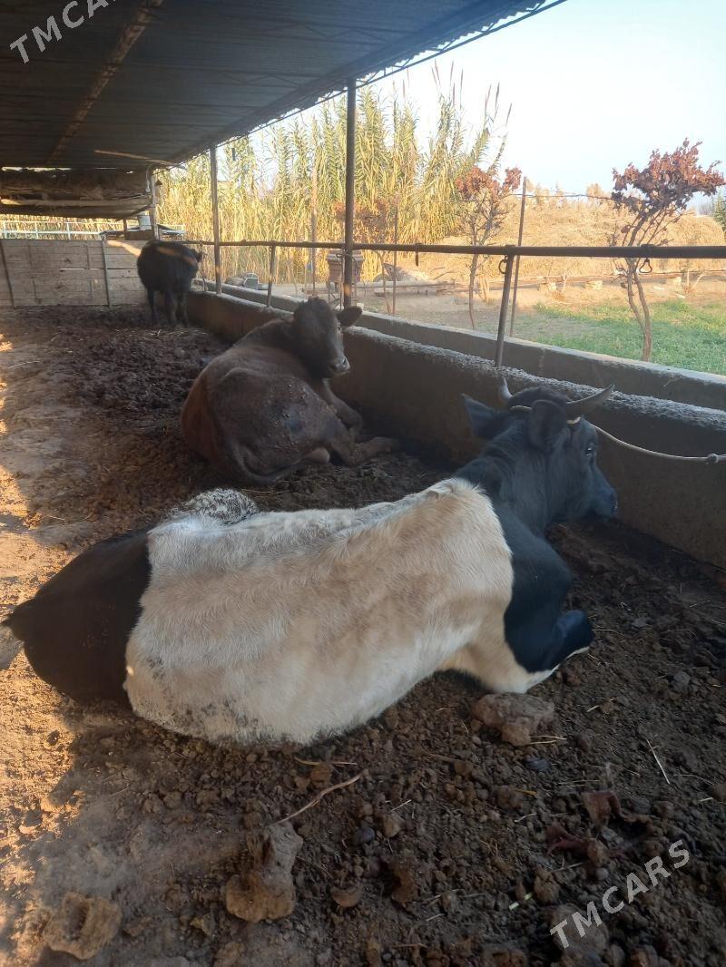 OKUZ. - Çärjew - img 9