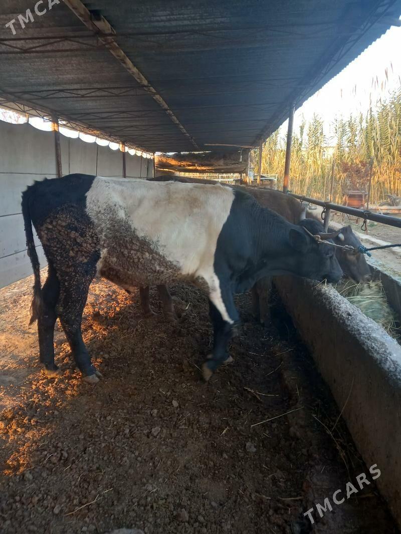 OKUZ. - Çärjew - img 3