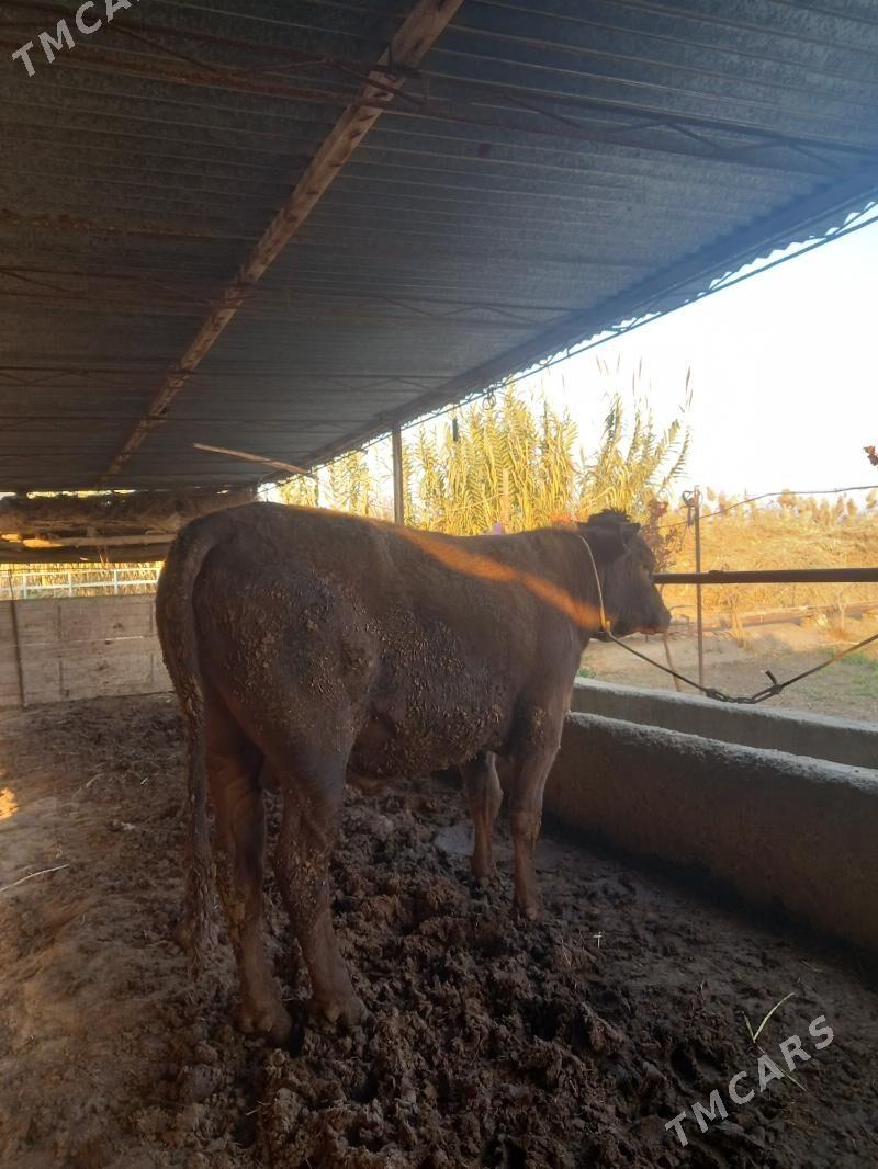 OKUZ. - Çärjew - img 6