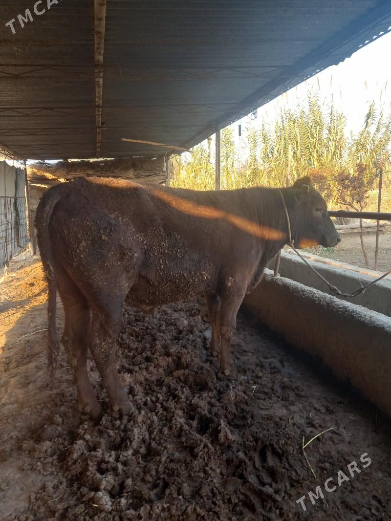 OKUZ. - Çärjew - img 7