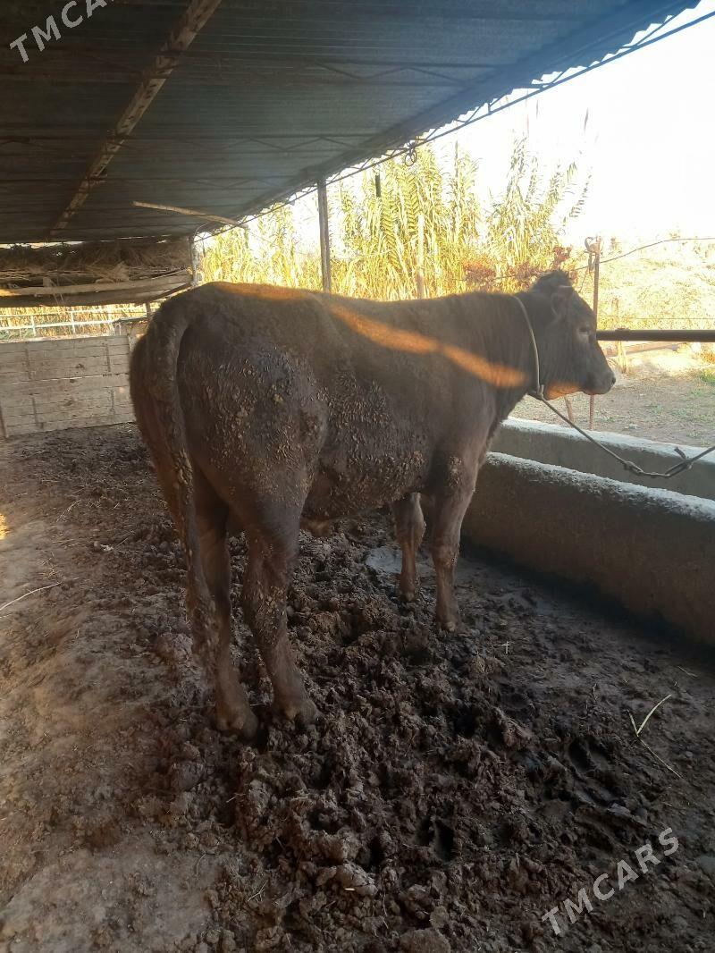 OKUZ. - Çärjew - img 8